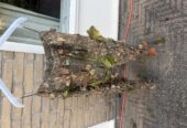 Airsoft Ghillie Suit (M) Kicking Mustang Concealment System