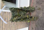 Airsoft Ghillie Suit (M) Kicking Mustang Concealment System
